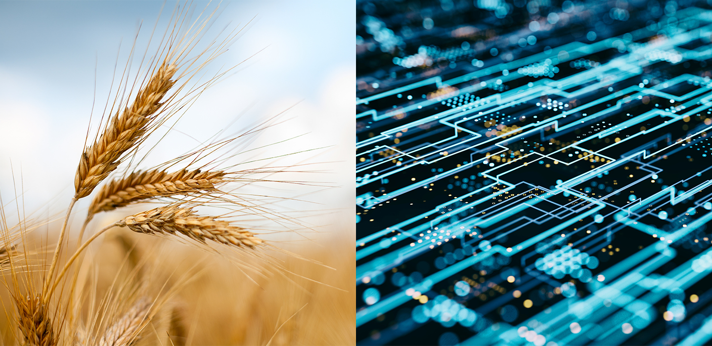 Grains on a cornfield and circuit board